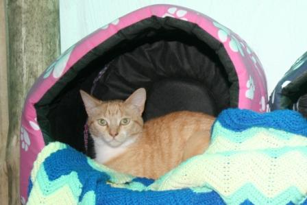 Zinzi_Snuggled_in_her_Igloo_1